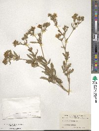 Potentilla recta image