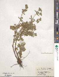 Potentilla norvegica image