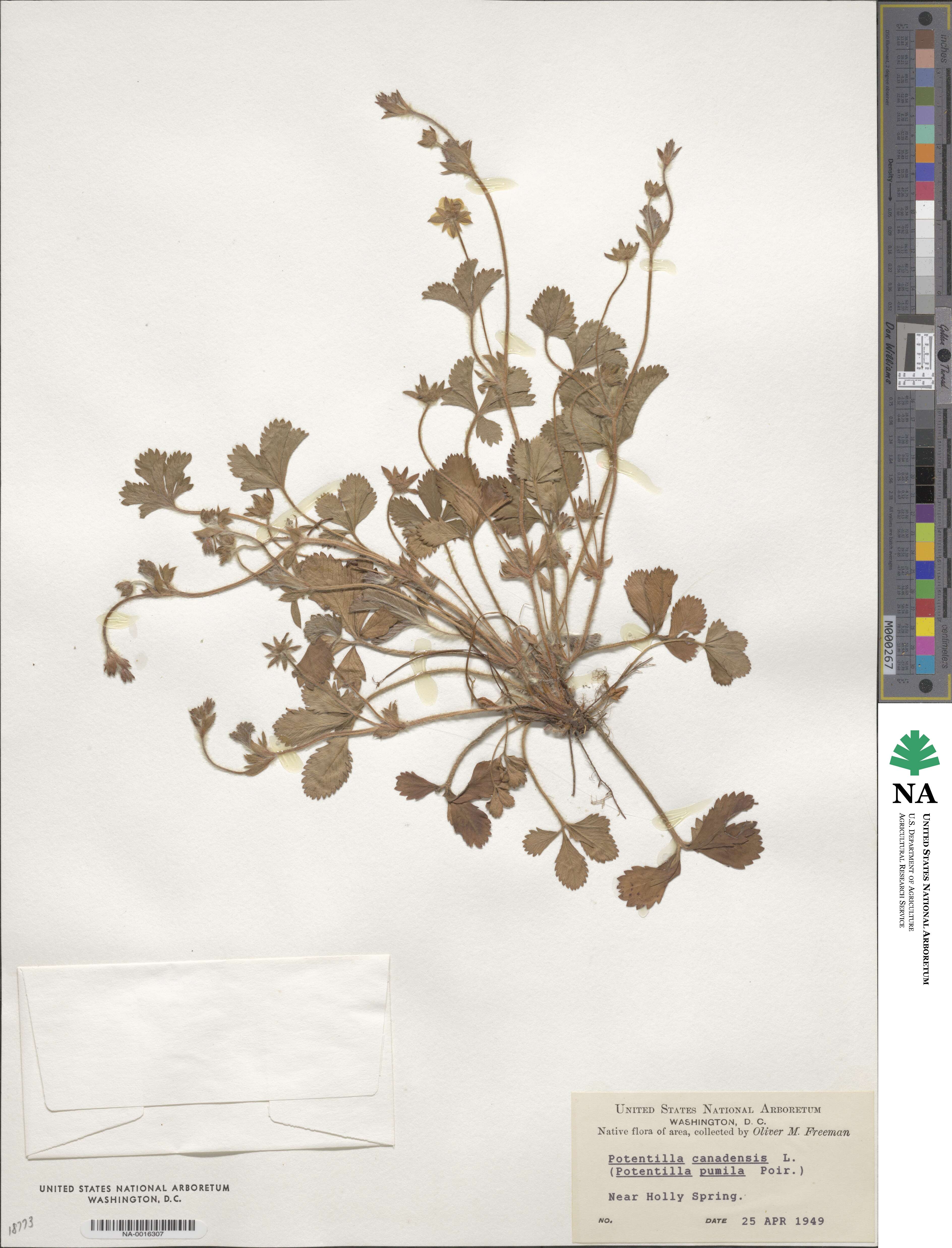 Potentilla canadensis image