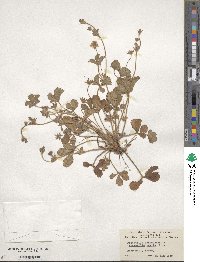 Potentilla canadensis image