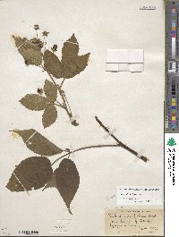 Rubus allegheniensis image