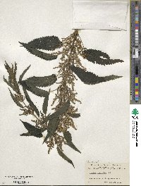 Image of Urtica gracilis