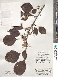 Image of Euptelea pleiosperma