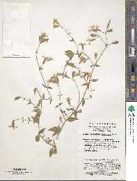 Silene tatarinowii image