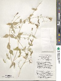 Silene tatarinowii image