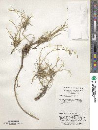 Silene linearifolia image