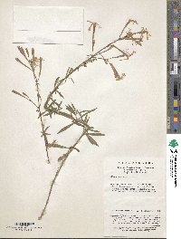 Silene fortunei image