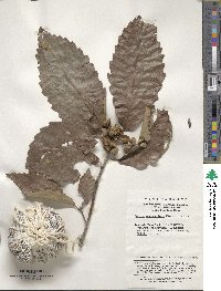 Quercus aliena var. aliena image