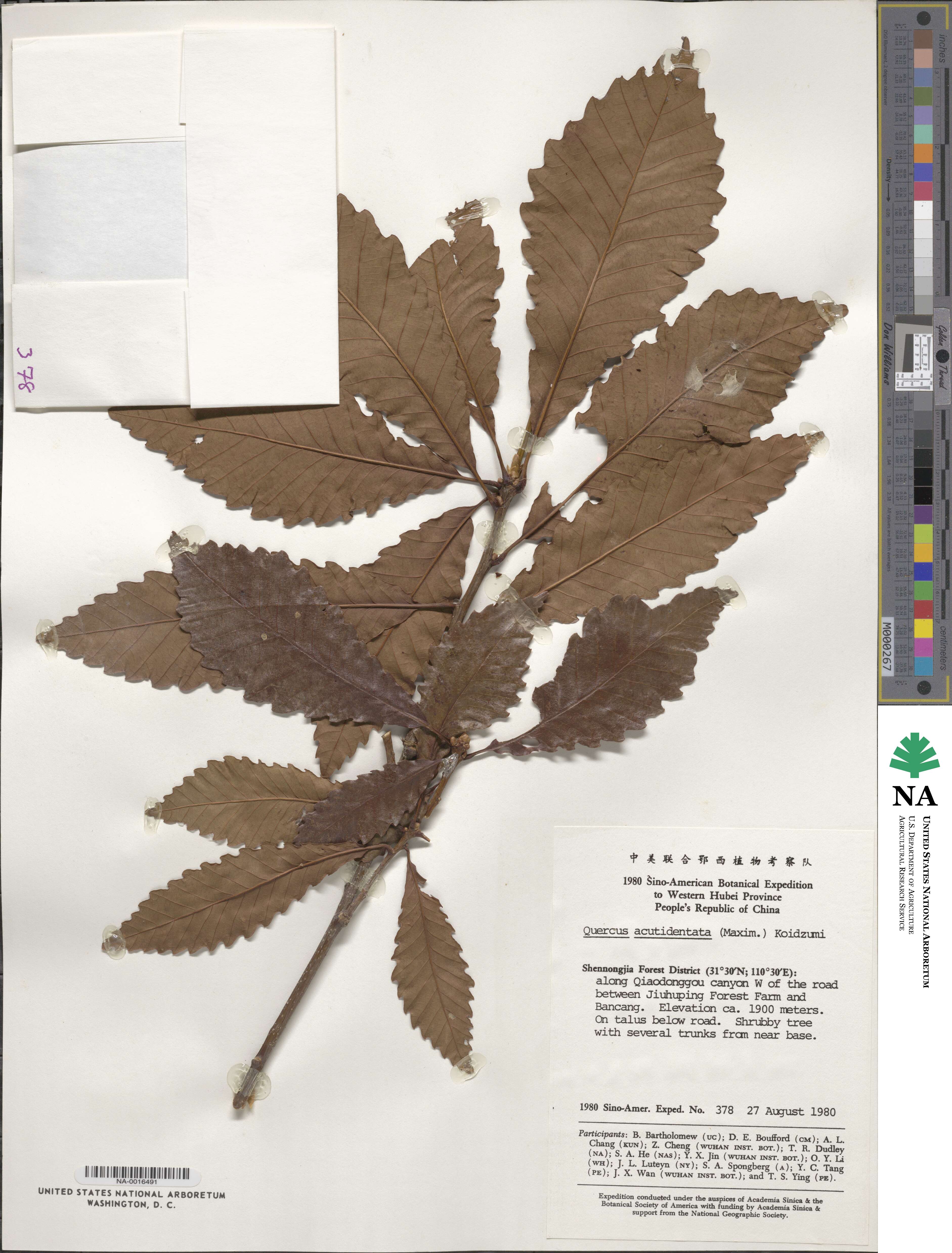 Quercus aliena var. aliena image