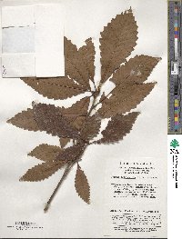 Quercus aliena image