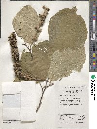 Sinowilsonia henryi image