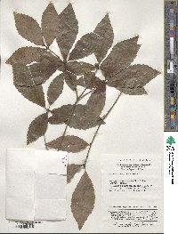 Quercus serrata image