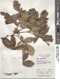 Quercus serrata image