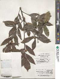 Quercus serrata image