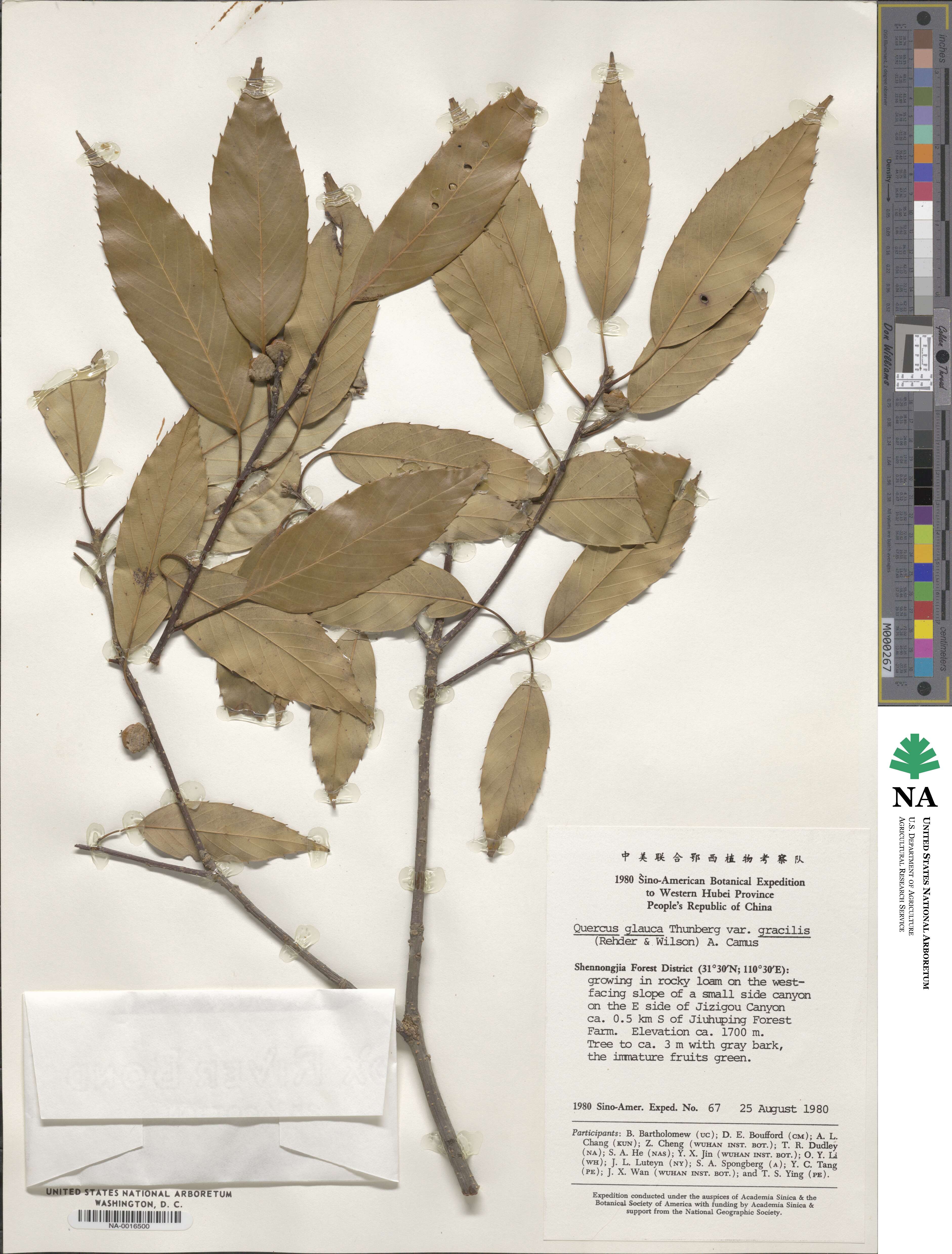 Quercus ciliaris image