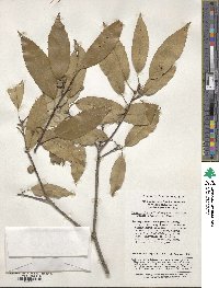 Quercus ciliaris image