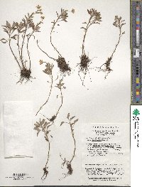 Saxifraga giraldiana image