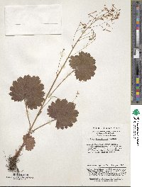 Image of Saxifraga flabellifolia