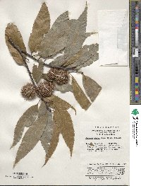 Castanea henryi image