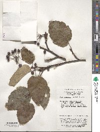 Malus yunnanensis image