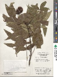 Platycarya strobilacea image