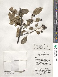 Malus hupehensis image