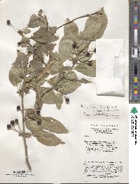 Malus hupehensis image