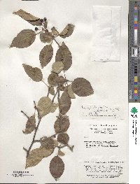 Malus hupehensis image