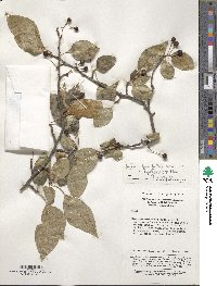 Malus hupehensis image