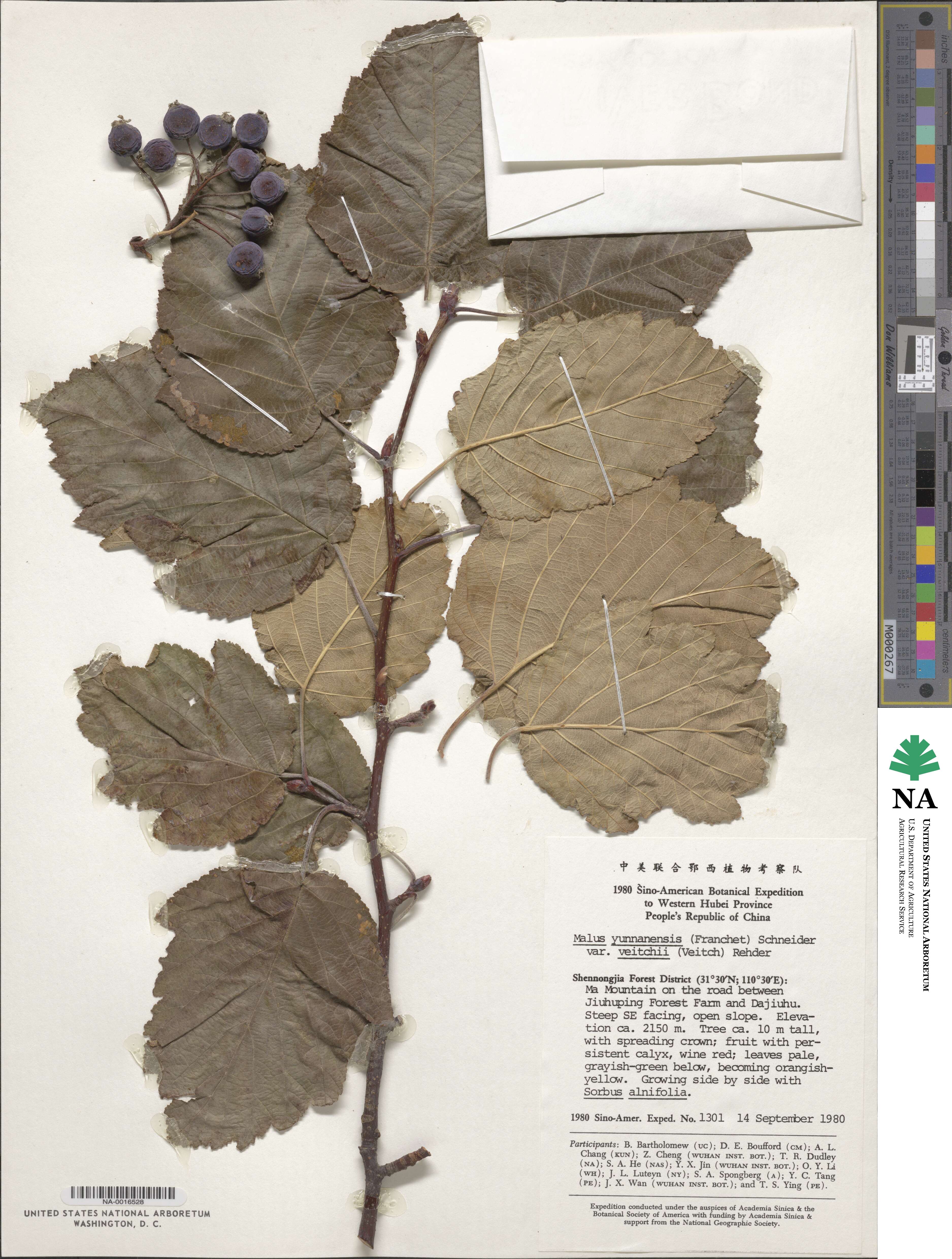 Malus yunnanensis image