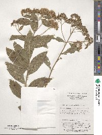 Spiraea japonica var. acuminata image