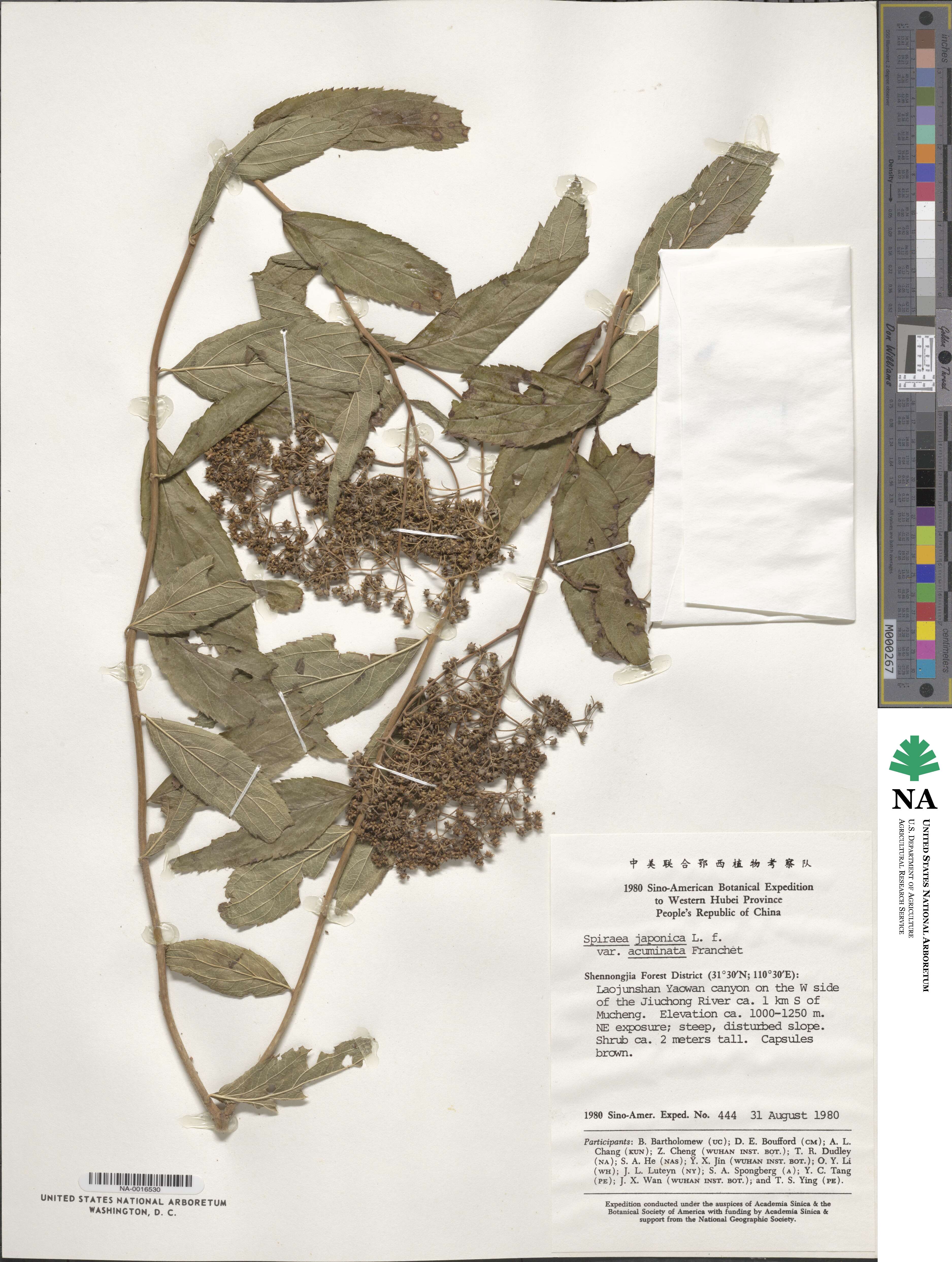 Spiraea japonica var. acuminata image