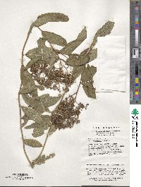 Spiraea japonica var. acuminata image