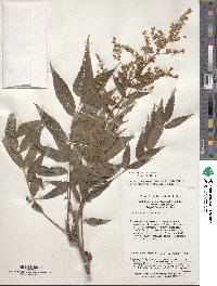 Sorbaria kirilowii image