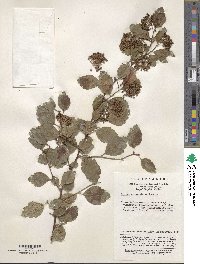 Spiraea chinensis image