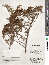 Spiraea veitchii image