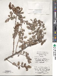 Spiraea veitchii image