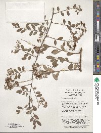 Spiraea veitchii image