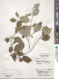 Cotoneaster multiflorus image