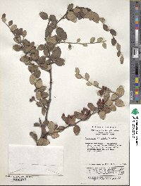 Cotoneaster zabelii image