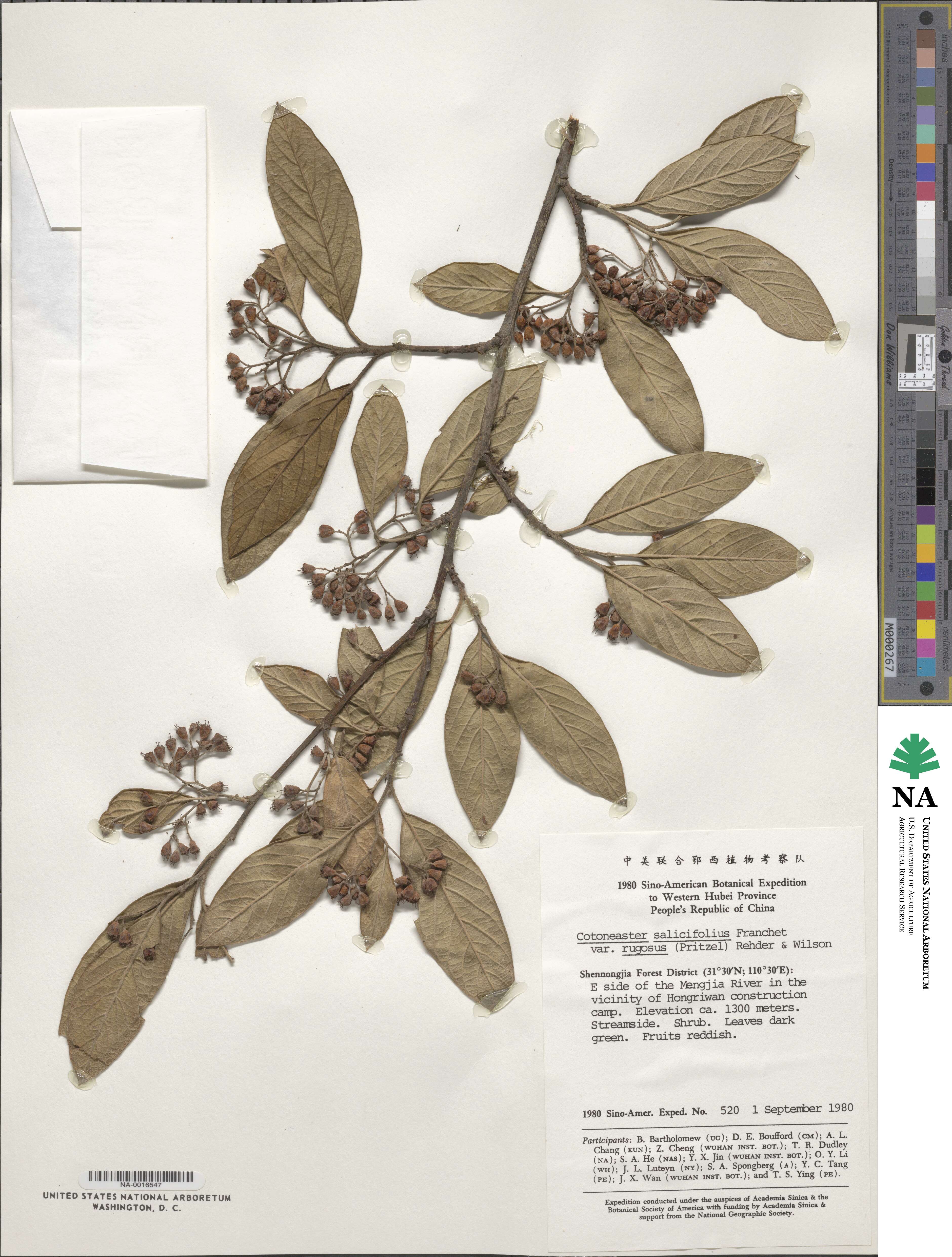 Cotoneaster salicifolius var. rugosus image