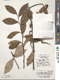 Cotoneaster salicifolius var. rugosus image