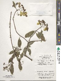 Image of Hydrangea chinensis