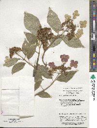 Image of Hydrangea heteromalla