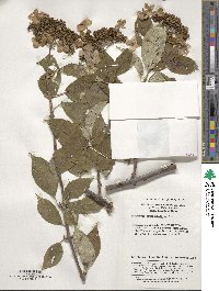 Hydrangea heteromalla image