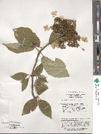 Hydrangea heteromalla image