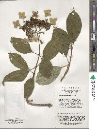 Hydrangea heteromalla image