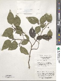 Celtis biondii image