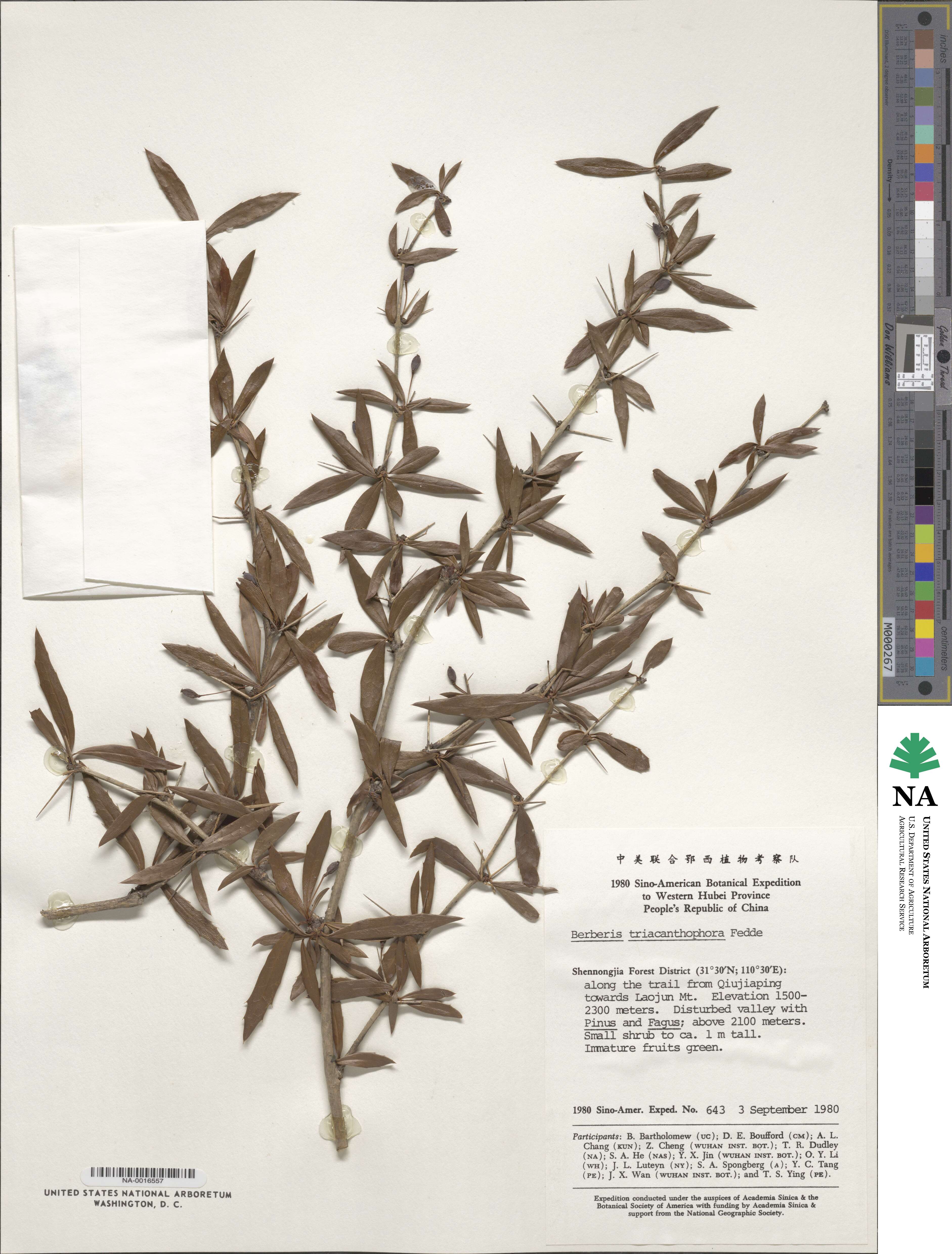 Berberis triacanthophora image