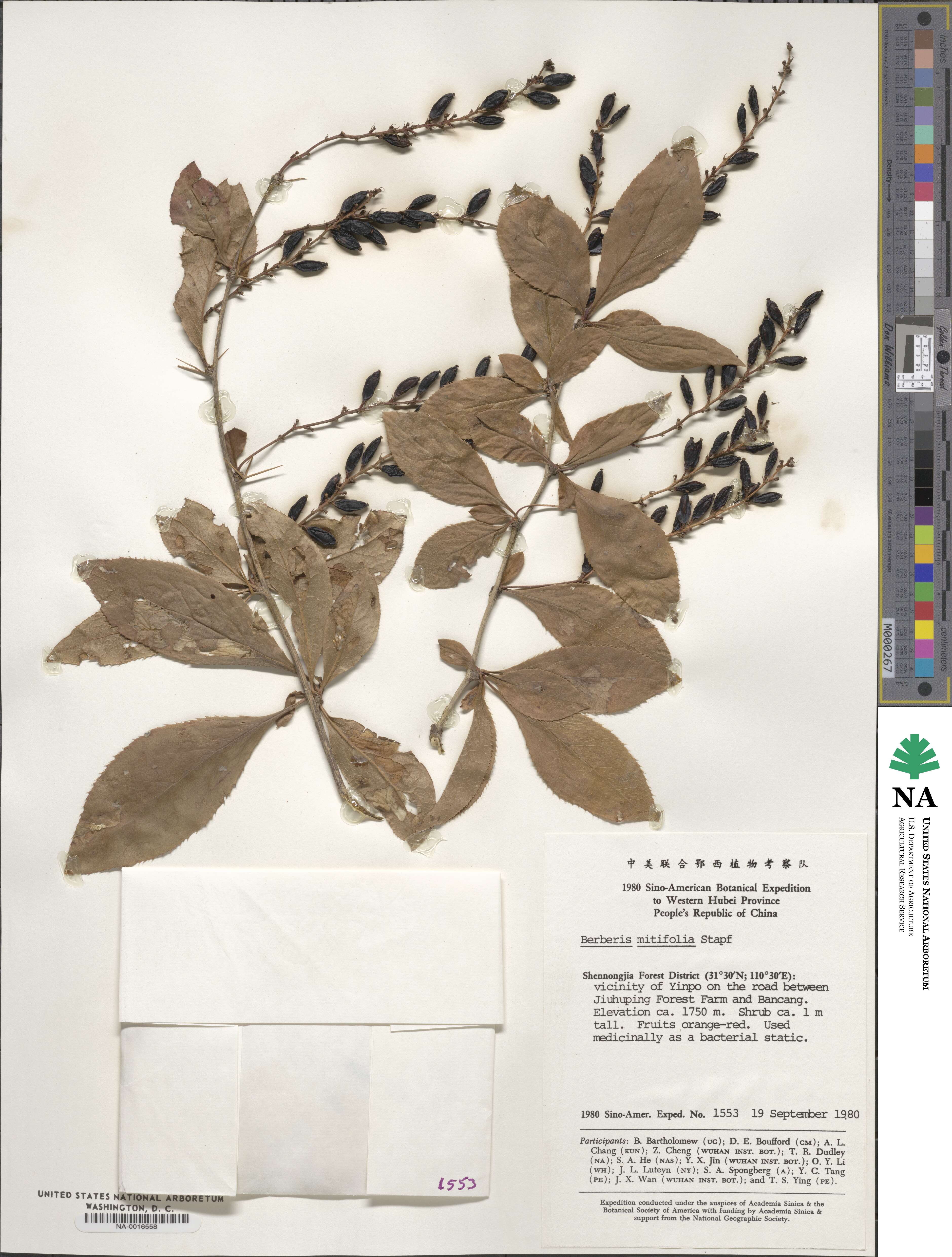 Berberis subsessiliflora image